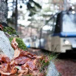 Tren del Follaje en otoño entre bosques rojos y dorados en la Ferrovia Vigezzina-Centovalli